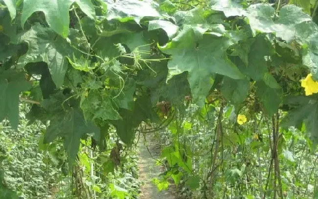 种植管理|丝瓜光开花不结果叶子多什么原因，要怎样整理才会结果）