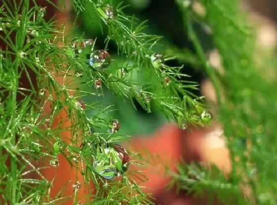 植物繁殖|文竹怎么繁殖 繁殖时间和方法图解