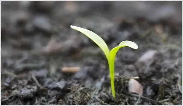 生物菌肥EM菌液自制技巧 | 种植病虫害