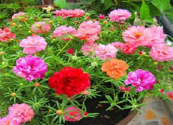 植物寓意|象征光明和希望的花 花语寓意代表着希望和光明的花