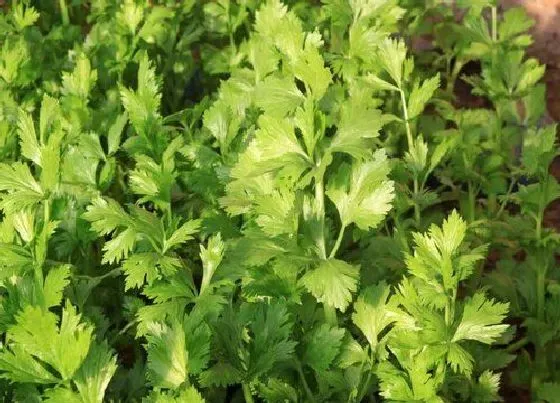 种植方法|白芹菜的种植方法和时间 白芹菜栽培与种植技术