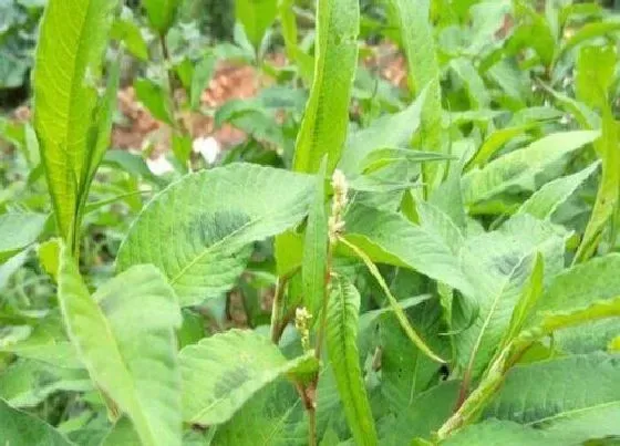 植物百科|蓼叶是什么植物类别