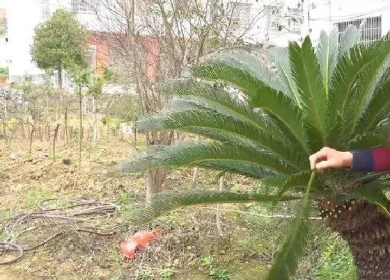 植物修剪|铁树什么时候剪枝合适