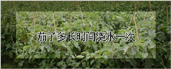 茄子多长时间浇水一次 | 种植技术