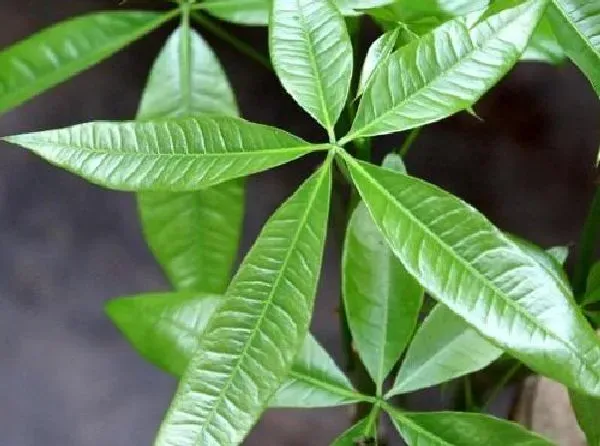 植物浇水|发财树浇水时间和正确方法