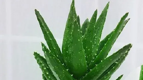 吸甲醛|芦荟可以净化空气吗 有吸甲醛的作用吗