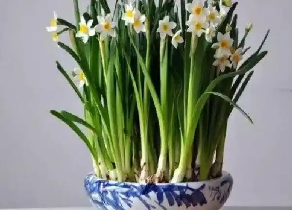 养殖方法|水仙球怎么水培养殖方法