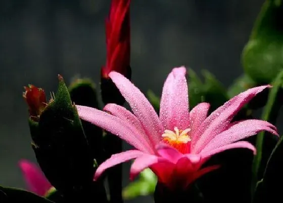 开花时间|蟹脚兰什么时候开花 开花花期多长时间