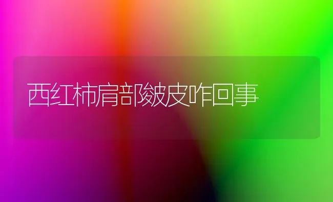 西红柿肩部皴皮咋回事 | 蔬菜种植