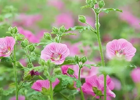 植物施肥|木槿花施什么肥最好