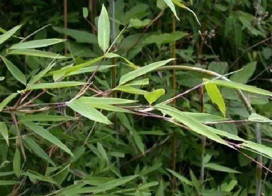 植物排行|竹子有多少品种