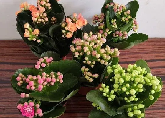 植物百科|长寿花冬天开花吗 冬季室内养能开花吗
