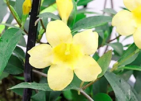 植物扦插|茉莉花的扦插方法