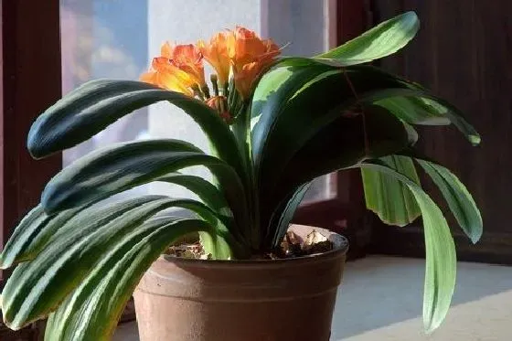 夏天植物|君子兰夏天怎么养护 夏季养殖方法
