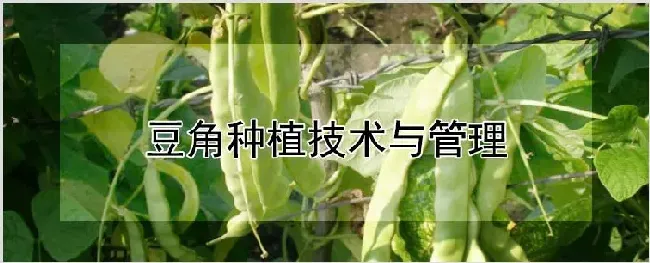 豆角种植技术与管理 | 自然知识