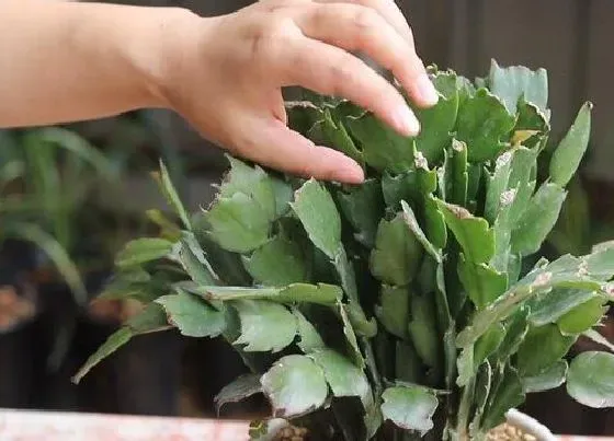 植物修剪|蟹爪莲怎么修剪方法