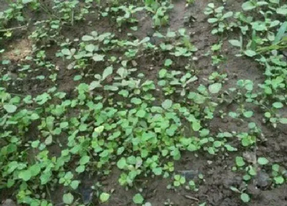 种植育种|幸运草种子的种植方法