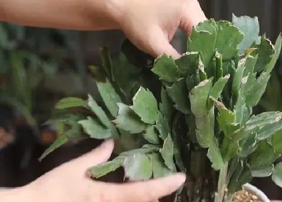 植物修剪|蟹爪莲怎么修剪方法