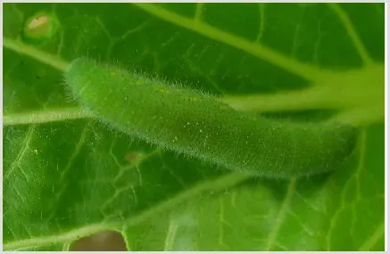 阿维菌素毒性分析 | 种植技术