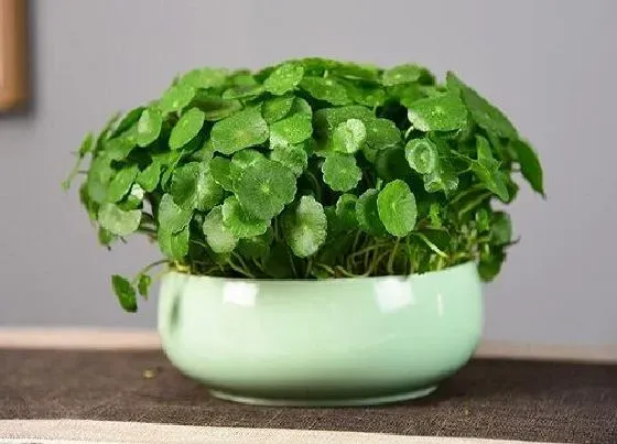 植物毒性|金钱叶有毒吗 可以放在室内养吗
