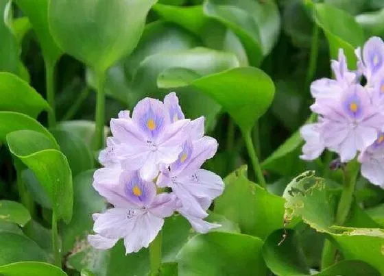 植物种类|水葫芦是种子植物吗