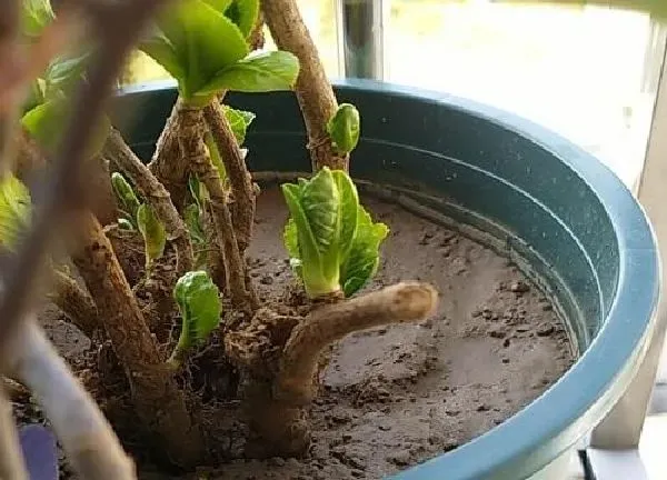 养殖科普|黄土适合种什么花卉