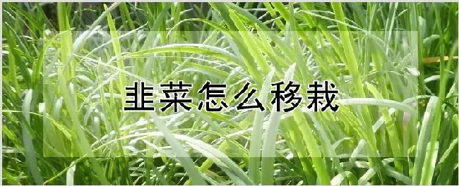 韭菜怎么移栽 | 农业科普