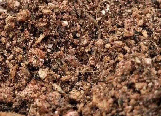 种植土壤|三角梅怎么配土 种植土壤配制方法