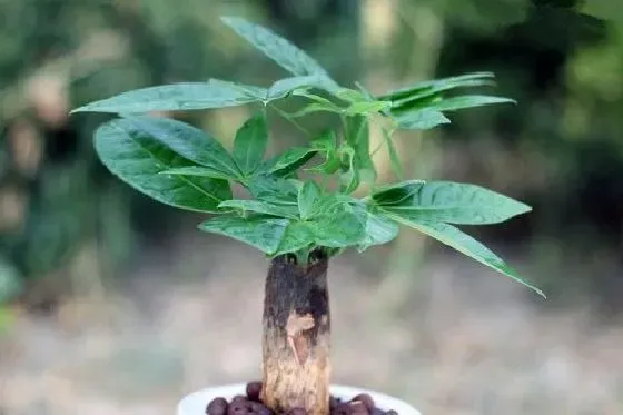 植物百科|招财树开花好不好 开花的风水寓意