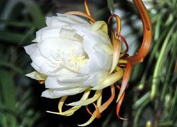 养殖科普|昙花剪下来怎么保存处理 昙花怎么晾晒做成干花