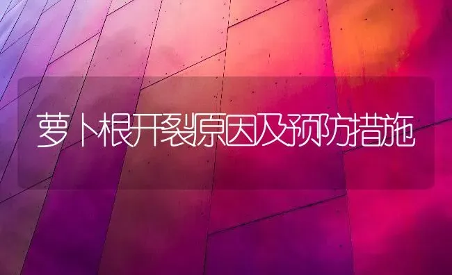 萝卜根开裂原因及预防措施 | 蔬菜种植