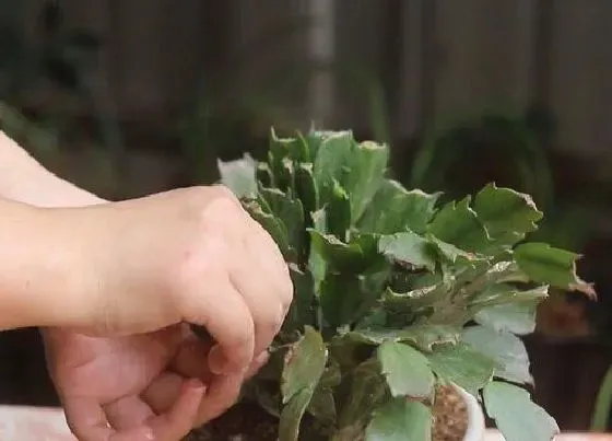 植物修剪|蟹爪莲怎么修剪方法