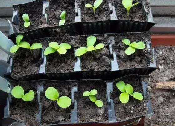 植物播种|拇指西瓜什么时候播种