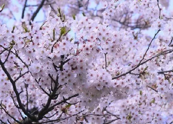 习性特点|樱花长什么样子