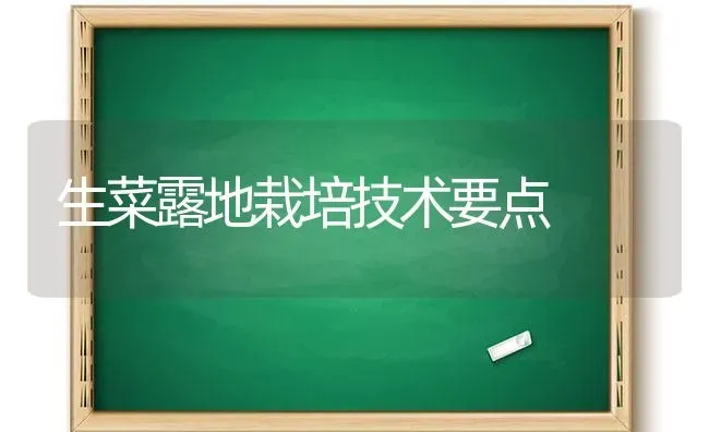 生菜露地栽培技术要点 | 蔬菜种植