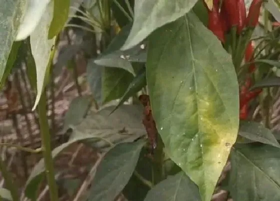 植物虫害|辣椒病虫害防治技术与方法措施
