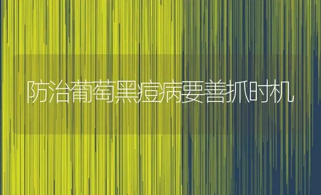 防治葡萄黑痘病要善抓时机 | 瓜果种植