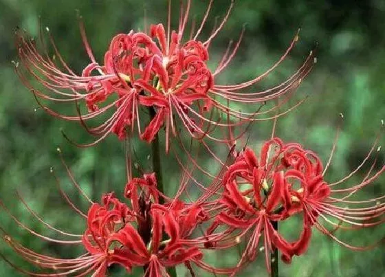 花卉风水|十大不吉利花排行榜（风水中家里坚决不能养的花）