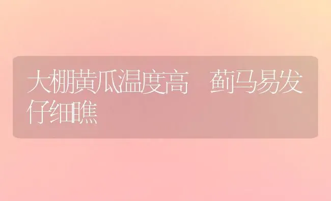 大棚黄瓜温度高 蓟马易发仔细瞧 | 蔬菜种植