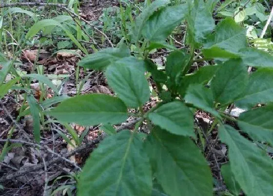 植物产地|西洋参哪里产的最好