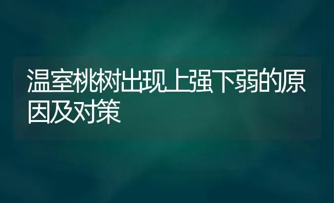 温室桃树出现上强下弱的原因及对策 | 瓜果种植