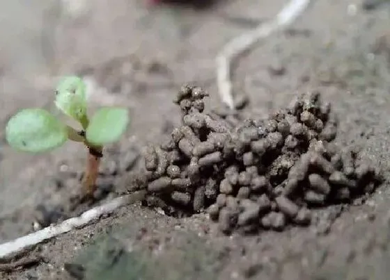 种植土壤|蚯蚓土可以种多肉吗