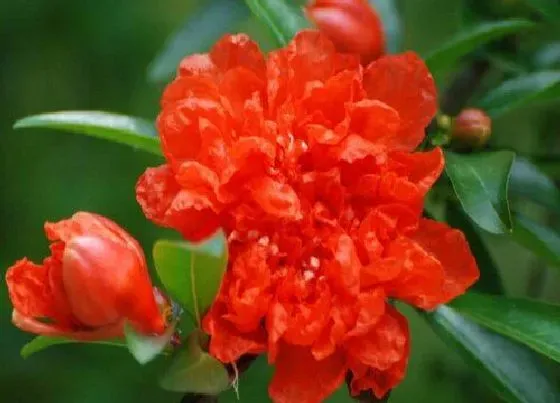 开花时间|花石榴一年开几次花
