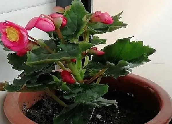 植物移栽|海棠上盆时间与养护方法