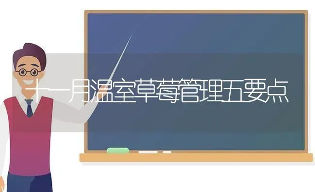 十一月温室草莓管理五要点 | 瓜果种植