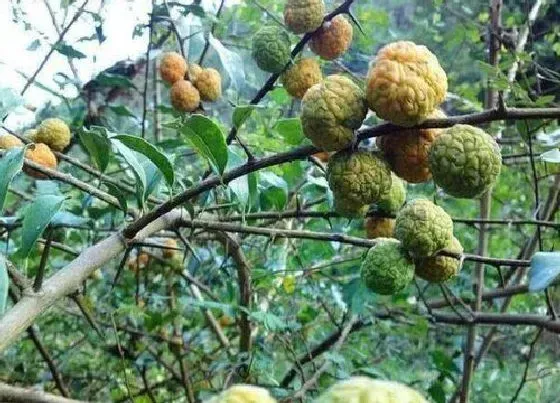 植物种类|桑柘木是什么树 生长在什么地方
