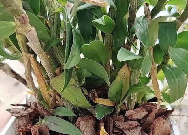 植物浇水|铁皮石斛几天浇一次水 春夏秋冬各不同