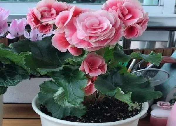 植物移栽|海棠上盆时间与养护方法