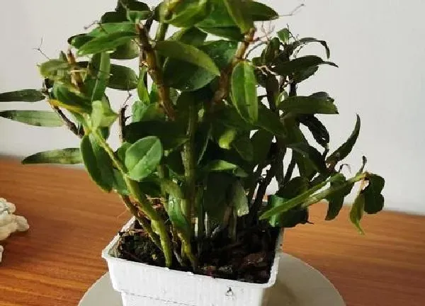 植物浇水|铁皮石斛几天浇一次水 春夏秋冬各不同