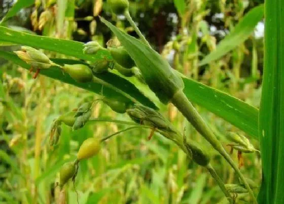 植物百科|薏米生长在什么地方